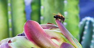 Honey bee on a saguaro cactus blossom