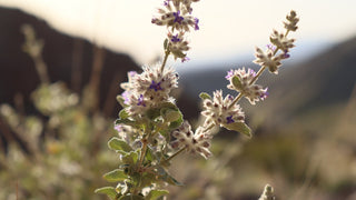 Close up of Desert Lavender blossom