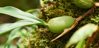 Jojoba fruit