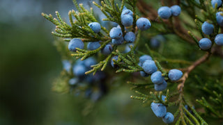 Juniper leaves and berries