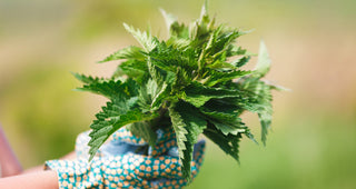 Freshly picked nettle leaves