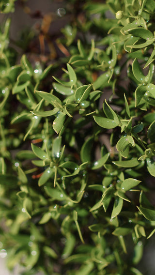 chaparral - creosote bush